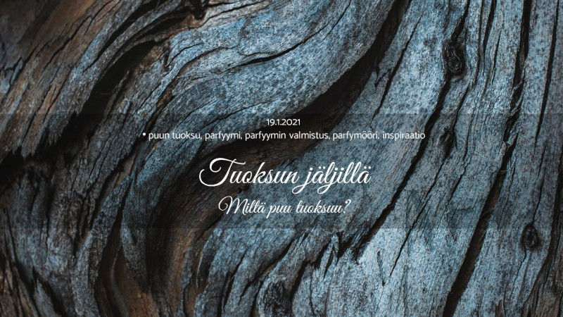 Tuoksun jäljillä. Miltä puu tuoksuu?